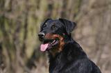 BEAUCERON 987